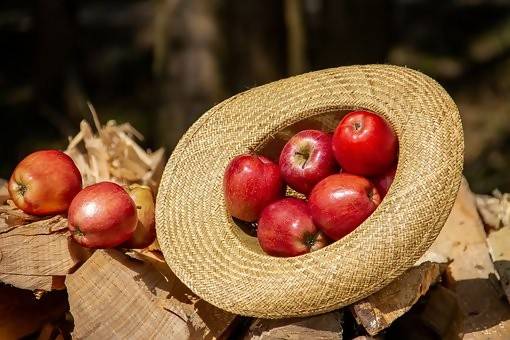 Fruits